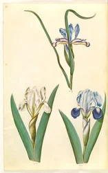 Iris graminea (gressbladiris); Iris lutescens eller Iris pumila (?) (dverg iris eller lav iris)