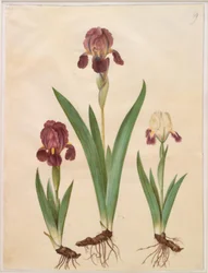 Iris ×lurida (iris-hybrid)