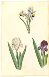 Iris persica (persisk iris); Iris lutescens eller Iris pumila (?) (dverg iris eller lav iris)