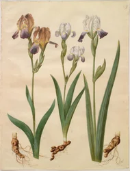 Iris ×sambucina (hylle iris); Iris ×amoena (irishybrid)