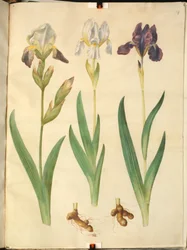 Iris ×squalens (iris-hybrid); Iris (iris)