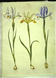Iris xiphium (spansk iris) eller Iris latifolia (engelsk iris); Iris xiphium (spansk iris)