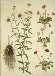 Leucanthemum vulgare (hvit okseøye); Bellis perennis (vanlig tusenfryd)