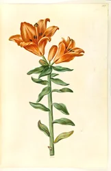 Lilium bulbiferum (ildlilje)
