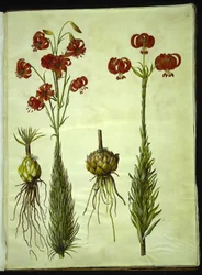 Kalsedonlilje (rød turbanlilje)
