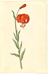 Jahangir, 17th century.    1206396   no       norwegian Successfully Translated  Original: Le Charge d Translat: Le Charge d 1334293 no norwegian Successfully Translated Original: Horse with Head Lowered, 1880searly 1890s. Translat: Keizerskroon, orchidee 