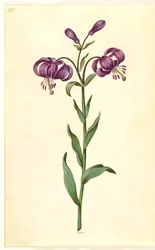 Lilium martagon (kranslilje)