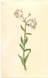 Lilium martagon (kranslilje)