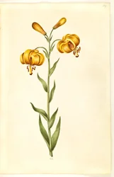 Lilium pyrenaicum (pyreneisk lilje)
