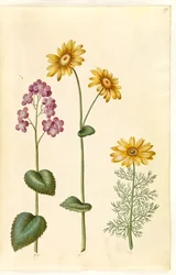Måneårlig (judaspenge); Doronicum pardalianches (hjertebladet gemserod); Vernal Adonis (vår-adonis)