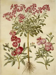 Matthiola incana (vinter-levkøy)