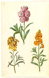Matthiola incana (vinter kufugl); Erysimum cheiri (gylden)