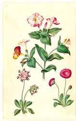 Mirabilis jalapa (mirakelblomst); Bellis perennis (vanlig tusenfryd)