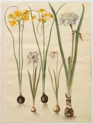 Narcissus jonquilla (siv-narcis); Narcissus tazetta (tazet); Narcissus pseudonarcissus moschatus (musk-narcissus); poetisk narcissus (pinselilje)