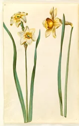 Narcissus ×mediluteus (toblomstret narcissus); Narcissus × uforlignelig (har narsissist)