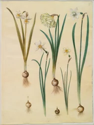 Narcissus ×mediluteus (toblomstret narcissus); Narcissus pseudonarcissus; Narcissus (narcissus); Poetisk narcissus (pinselilje); Narcissus × tynnere