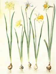 Påskelilje, Narcissus poeticus, Påskelilje × uforlignelig