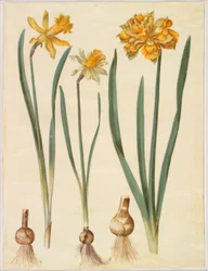 Narcissus pseudonarcissus major (stor påskelilje); Narcissus pseudonarcissus bicolor (tofarget påskelilje); Narcissus pseudonarcissus