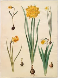 Narcissus pseudonarcissus minor; Narcissus pseudonarcissus (påskelilje); Narcissus ×tenuior; Narcissus bulbocodium (crinolin narcissus); Narcissus pseudonarcissus bicolor (tofarget påskelilje)