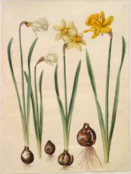 Narcissus pseudonarcissus moschatus (musk-narcissus); Narcissus ×mediluteus (toblomstret narcissus); Narcissus pseudonarcissus major (stor påskelilje)