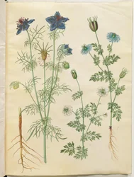 Nigella hispanica (djevelen i bushen); Nigella sativa (svart spisskummen)