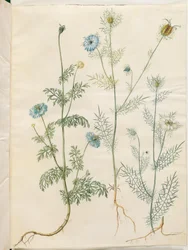 Nigella sativa (svart spisskummen); Nigella damascena (jomfru i det grønne)