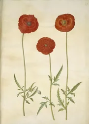 Papaver rhoeas (kornvalmue)