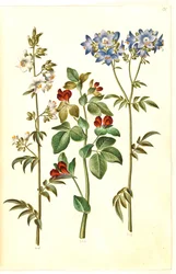 Polemonium caeruleum (vanlig Jakobs stige); Lotus tetragonolobus (aspargeserter)
