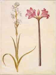 Polianthes tuberosa (tuberose); Amaryllis belladonna (belladonnalilje)