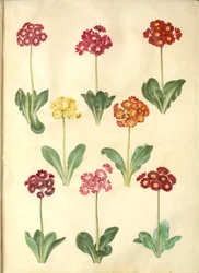 Primula ×pubescens (har-aurikel)