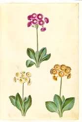 Primula ×pubescens (har-aurikel)