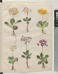 Primula ×pubescens Wulfen (har auricula)