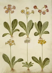 Primula veris (hulhalset cowpea hybrid); Primula farinosa (blomstrende cowpea)