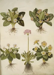 Primula vulgaris (hybrid av storblomstret primula); Primula farinosa (blomstrende cowpea)