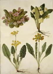 Primula vulgaris (karnevalsslipp); Primula vulgaris (hybrid av storblomstret primula); Primula veris (hulhalset cowpea hybrid)
