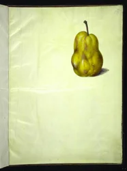 Pyrus communis (vanlig pære)