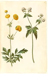 Ranunculus acris (smørblomst av gullknapp); Ranunculus aconitifolius (smørblomst med sølvknapp)