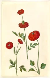 Ranunculus asiatica (har-ranunkel)