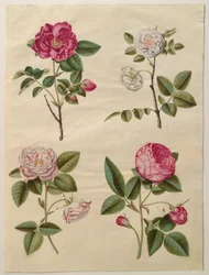 Gallisk rose