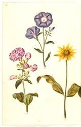 Saponaria officinalis (vanlig såpeurt); Convolvulus tricolor (jomfruskjørt); Helianthus (?) (solsikkeart)