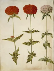 Silene chalcedonica (brennende kjærlighet)