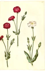 Silene coronaria (kronkråkebolle)