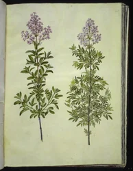 Syringa ×laciniata (fliget syren)
