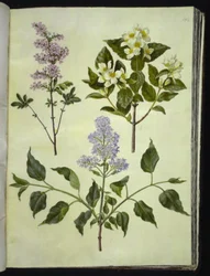 Syringa ×persica (persisk sorrel); Philadelphus coronarius (duftende pipewood); Syringa vulgaris (vanlig sorrel)