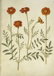 Tagetes patula (strimmet fløyelsblomst)