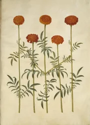 Tagetes patula (strimmet fløyelsblomst)