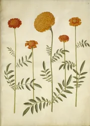 Tagetes patula (barret fløyelsblomst); Tagetes erecta (oppreist fløyelsblomst)