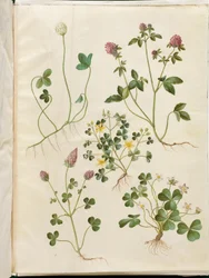 Trifolium repens (hvitkløver); Trifolium pratense (rødkløver); Oxalis corniculata (surkløver); Trifolium incarnatum (blodkløver); Oxalis acetosella (syre)