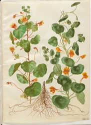 Tropaeolum minus (liten blomsterkarse)