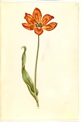 Tulipa gesneriana (har tulipan)